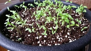 Grow Your Own Food Series: Raised Beds, Growing Bell Peppers and Cilantro in Containers