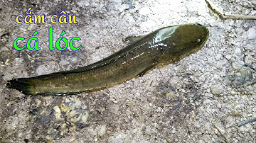 Cắm câu cá lóc đầu mua mưa bằng mồi dế