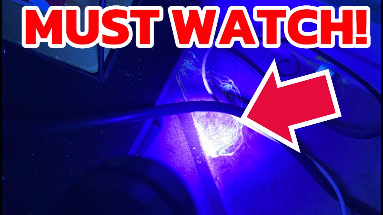 EverBrite LED Flashlight, Multifunctional Flashlight with UV and White Light (My Honest Review)