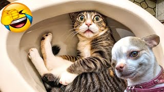 You Laugh You Lose 😛 Funniest Dogs and Cats 2024 🐕🐈#14