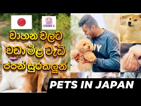 Dog & Cat prices in Japan Sinhala, Japan pet prices, Pet store in Japan, Pets in Japan Sinhala