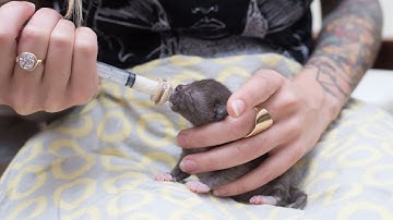 How to Syringe Feed a Newborn Kitten