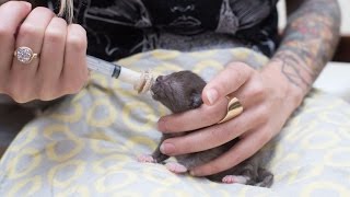 How to Syringe Feed a Newborn Kitten