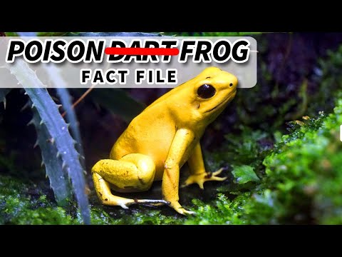 Poison (Dart) Frog Facts: a DEADLY diet | Poison Frog Facts