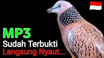 Suara Burung Derkuku Gacor Cocok Untuk Pancingan Dan Pikat Tekukur