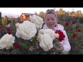 Цветущие, Плетистые Розы: Шнеевальцер, Лавиния, Розариум Ютерсен