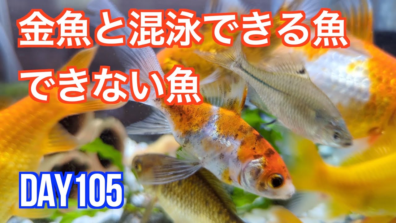金魚 一緒 に 飼える 魚