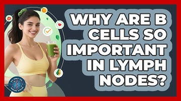 Why Are B Cells So Important In Lymph Nodes? - All About the Immune System