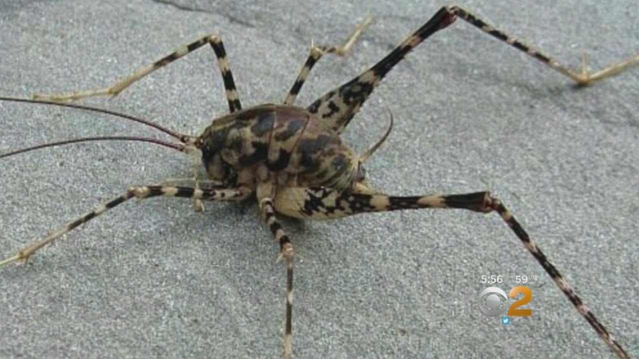 giant cave cricket