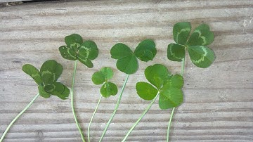 How to Find A Four-Leaf Clover! Free St. Patrick