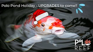 Tranquil Holiday Koi Vibes and Upgrades from Polo Pond by Andrew Sandler