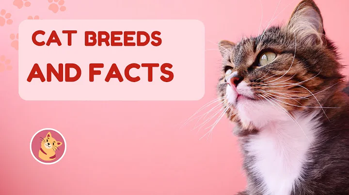 Watch the video about 10 Rarest Cat Breeds You Didn't Know Existed! | Navology