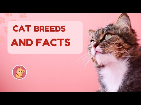 10 Rarest Cat