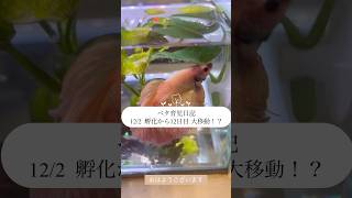 【ベタ育児日記 12/2 孵化から12日目】グラビアアイドルの和地つかさです！今日でやっと12日目！予定では稚魚たちを移すのは明後日のよていでしたが、、、？ #ベタ繁殖 #ベタ飼育