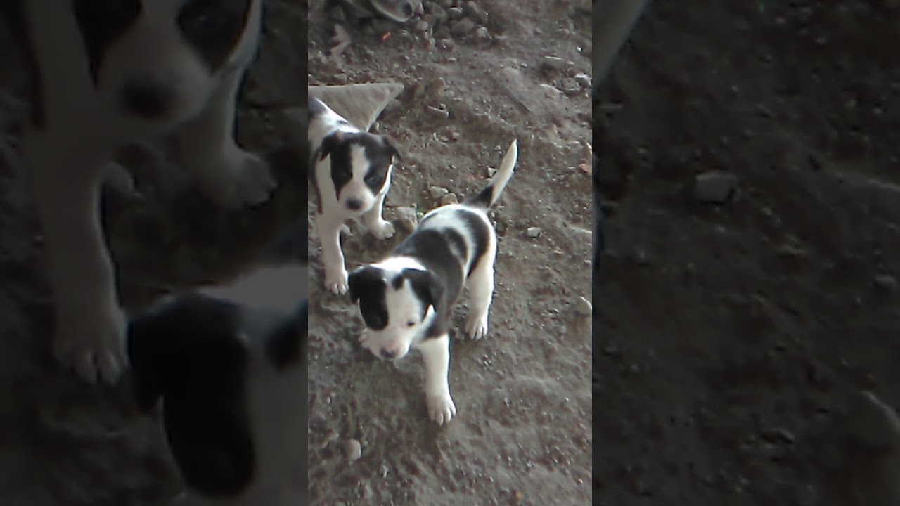 Small dogs India dogs भारतातील छोटे कुत्रे - YouTube