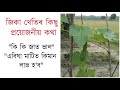       ridge gourd farming in assam  jika kheti in assam