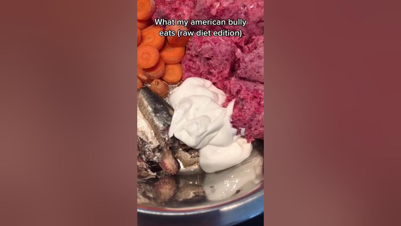 how-to-feed-your-american-bully-raw-meat-he-will-love-this-and-you