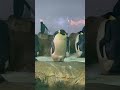 卵を抱いている？エンペラーペンギン【アドベンチャーワールド】