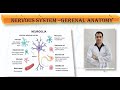 NERVOUS SYSTEM–GERENAL ANATOMY,Neuroglia CELLS- IN CNS,IN PNS,