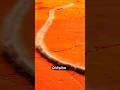 مخلوقات تمشي مثل القطار لكن لا تلمسها أبد ا مخلوقات تمشي مثل القطار لكن لا تلمسها أبد ا