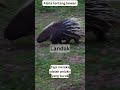 Fakta menarik tentang Landak