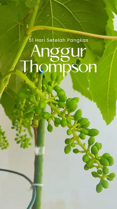 Anggur Thompson / Sultana 51 HSP #berkebun #anggur #sultana #thompson #tabulampot