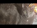 showing the cat