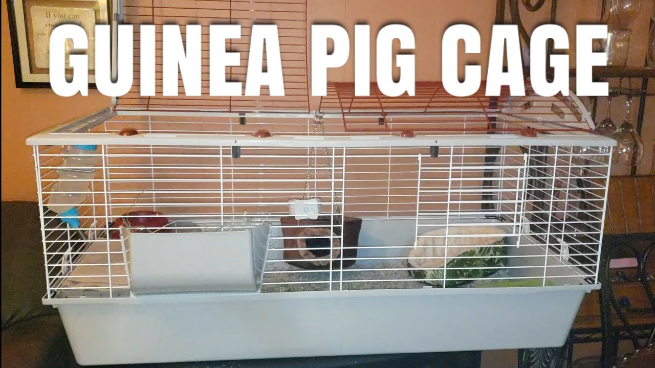 living world guinea pig