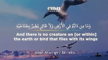 قرآن كريم بصوت القارئ هزاع البلوشي !! تلاوة هادئة تريح القلب / حالات واتس اب Quran