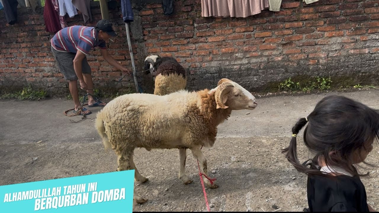 MENCARI DOMBA UNTUK BERQURBAN, ALHAMDULILLAH TAHUN INI BISA BERQURBAN 