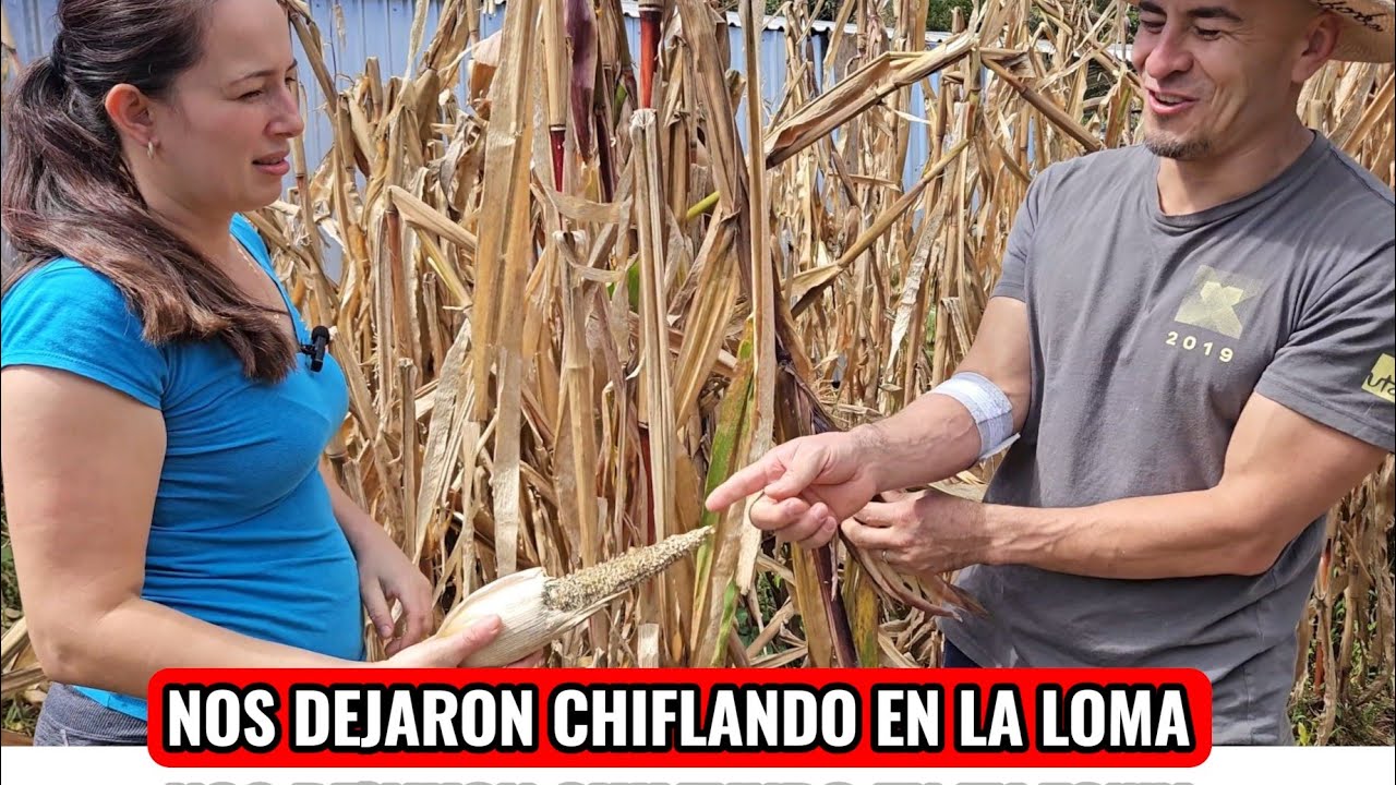 LA PLAGA NOS DEJO SIN COSECHA 