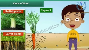 Getting to know plants class 6 #animation