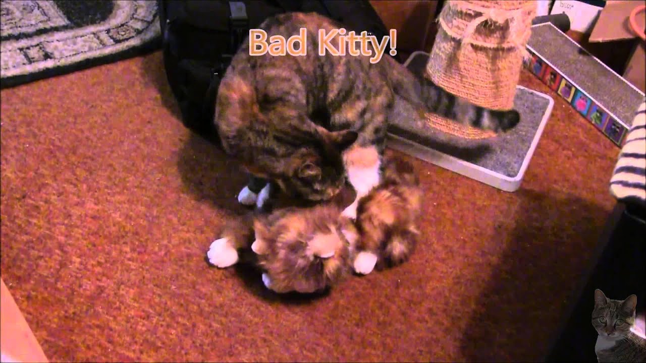 MiscToo attacks her surrogate after the Blessing of the Animals service