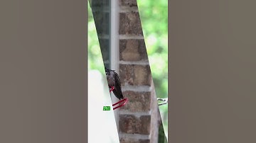 Interesting facts about Hummingbird that you need to know #hummingbird #hummingbirds #funnyvideo