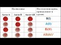 Определение группы крови и резус принадлежности цоликлонами