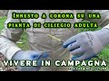 Innesto a corona su ciliegio adulto - Vivere in campagna