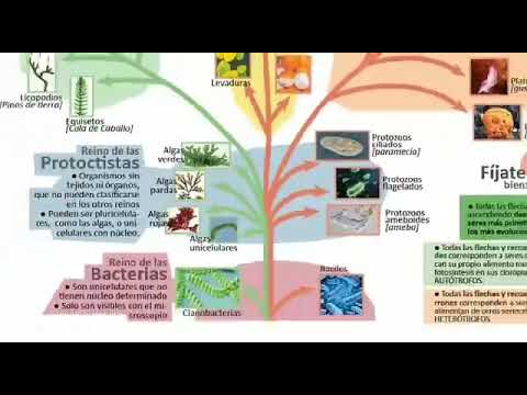 Clasificación de los organismos vivos (según Whittaker) - YouTube