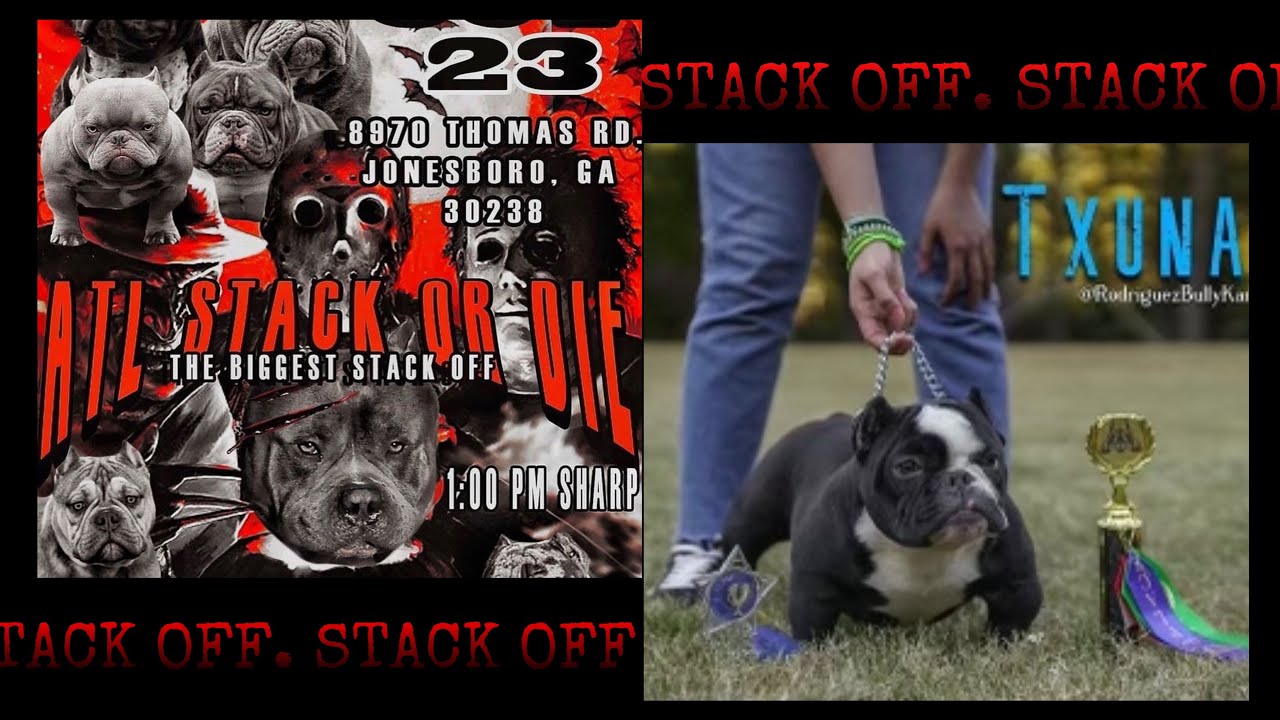 ATL stack or die recap American bully dog show YouTube