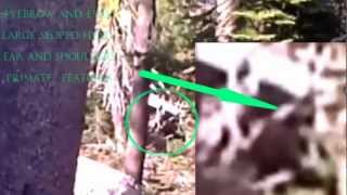 Bigfoot Sasquatch Sighting in Lake Tahoe 2012