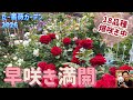 たー薔薇ガーデン🌹【早咲き満開】18品種の爆咲き紹介します😊🐻