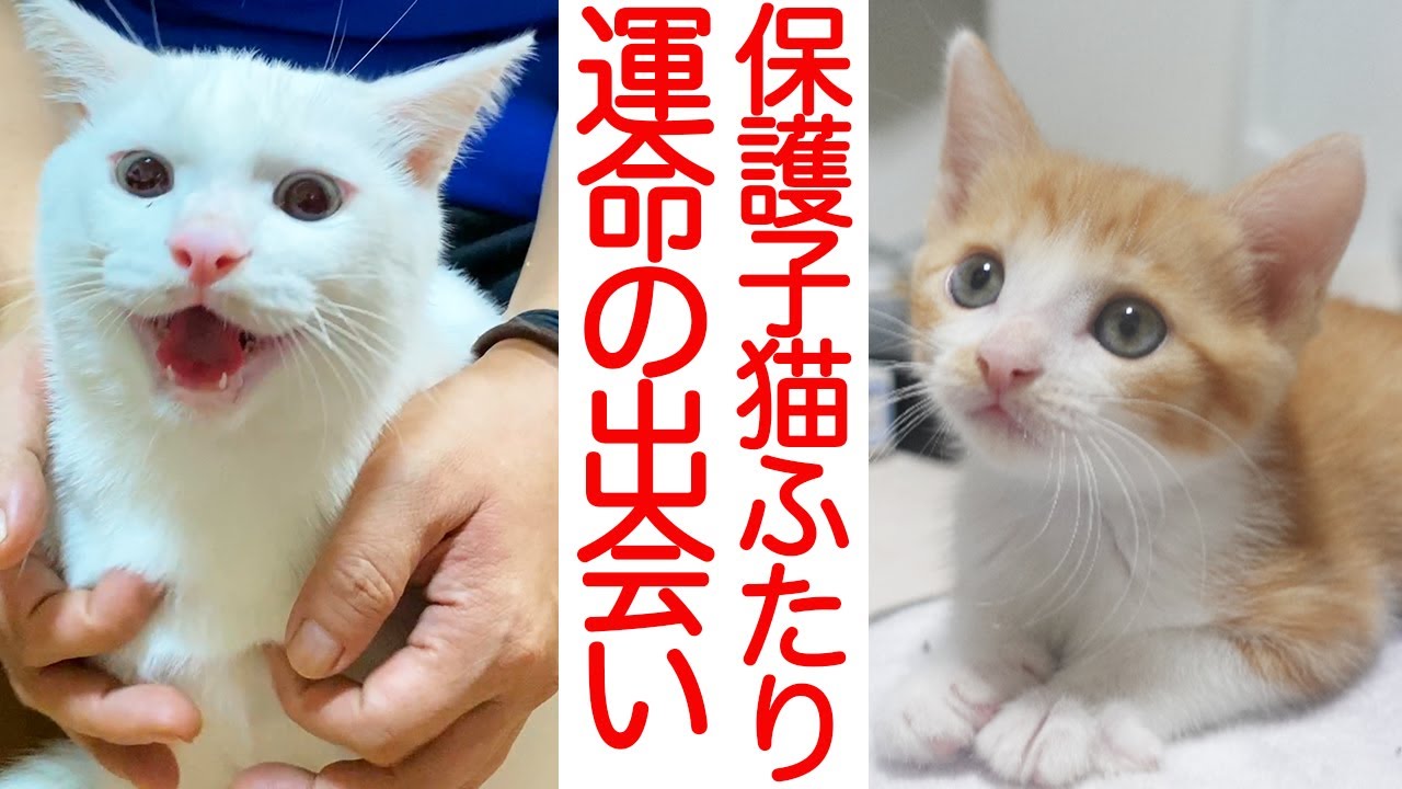 運命の保護子猫ふたり、その出会いとトライアル開始 The fatal kittens