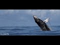 Observación de Ballenas Jorobadas en Uvita, Costa Rica.