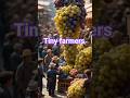 tiny farmers harvesting grapes #tinyfarmers #fruit #wine #funny #farming