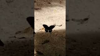 Butterflies 20220720