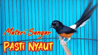 PANCINGAN MURAI BATU GACOR FULL ISIAN, SEKALI DENGAR AMPUH MURAI EMOSI BONGKAR ISIAN PANJANG