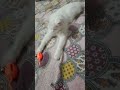 Playtime Of My Persian Cat #persian #persiancat