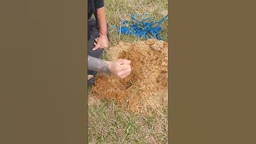 Couple shows how to set gopher traps #gopher #gophercontrol #gophercon