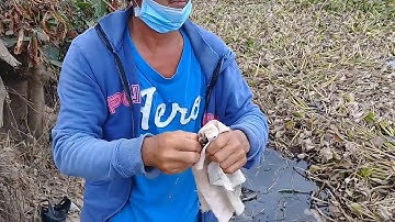 câu cá đồng quê