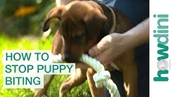 How To Stop Puppy Biting: Training Puppies Not to Bite 