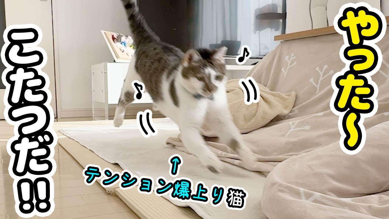 その他 kota My beloved cat gets super excited and excited when the kotatsu